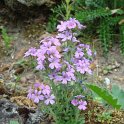 Erinus alpinus